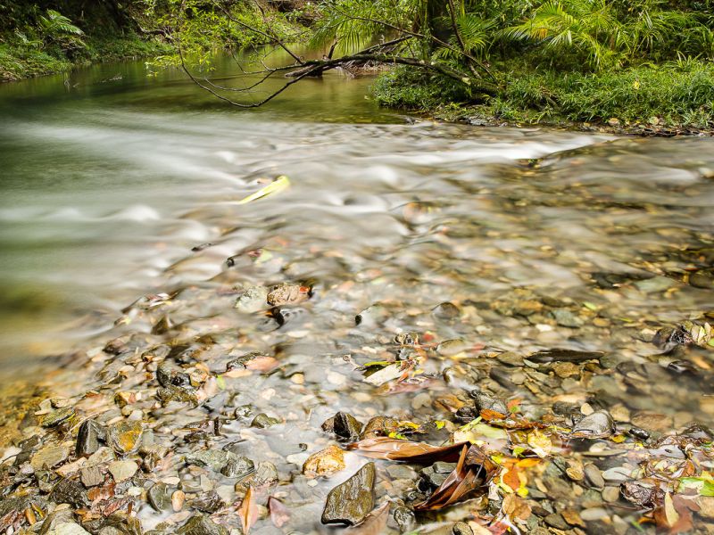 Cairns rainforest