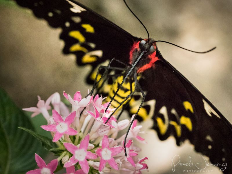 Cairns Birdwing butterfly 2